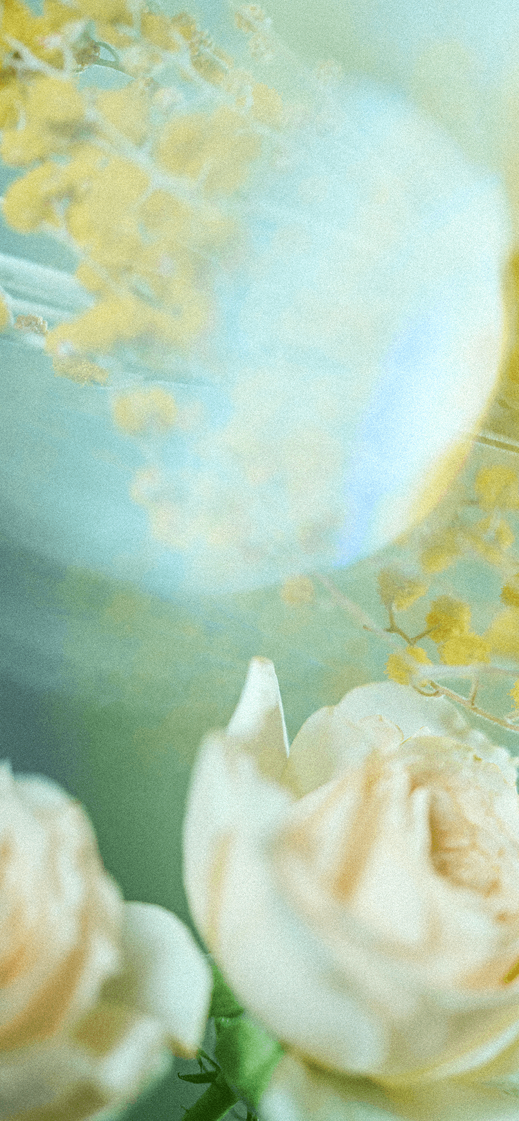 2026 春限定『Spring Note Mimosa』発売 | SEE/SAW ルベル ヘアコスメ