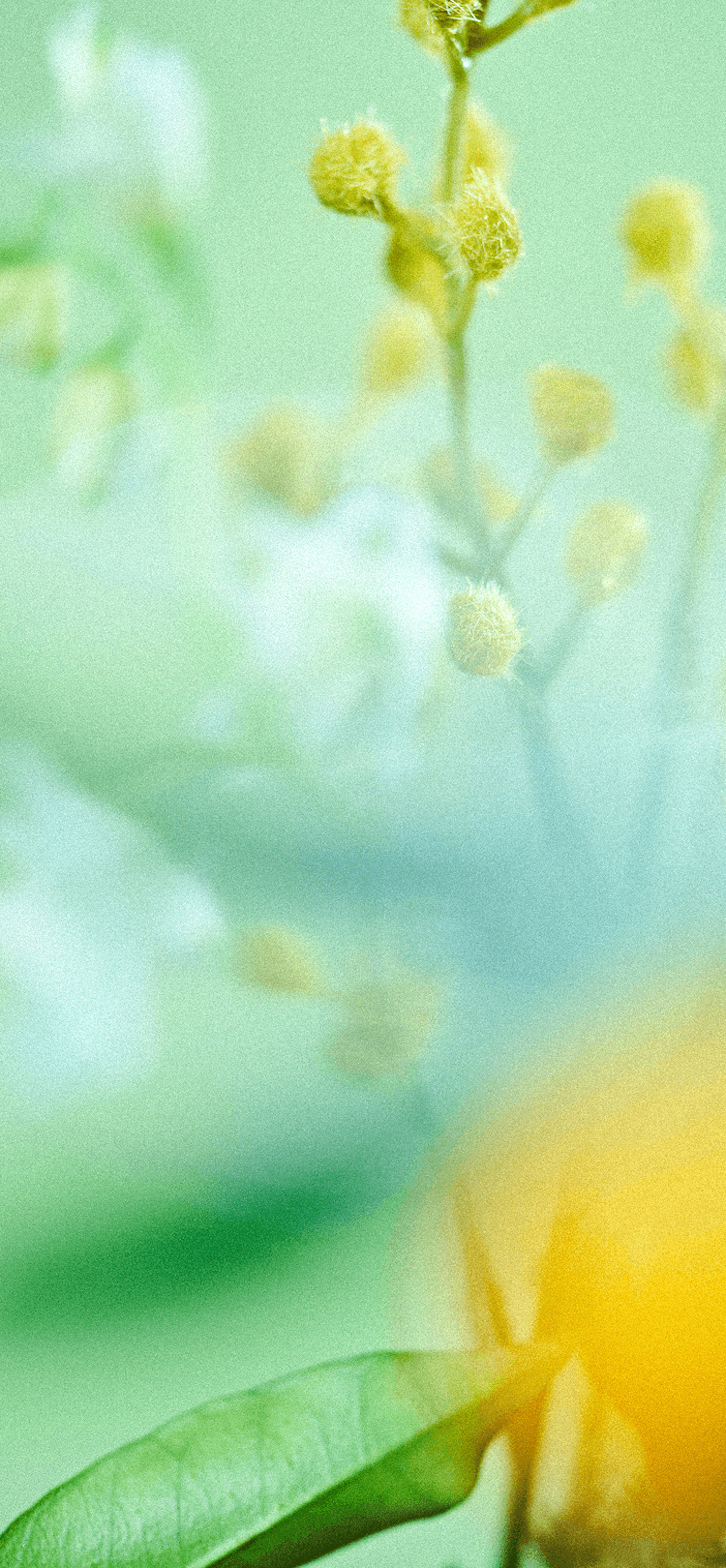 2026 春限定『Spring Note Mimosa』発売 | SEE/SAW ルベル ヘアコスメ