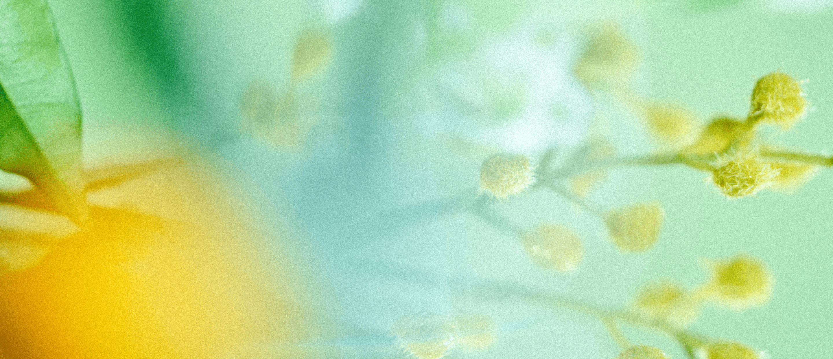 TIME TO BLOOM ボカシ